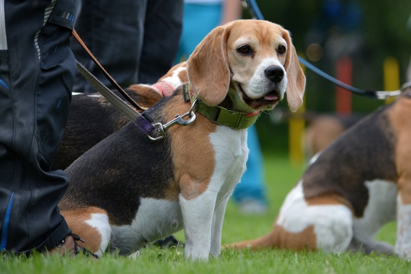 dsc_0118_20160705_2069129510