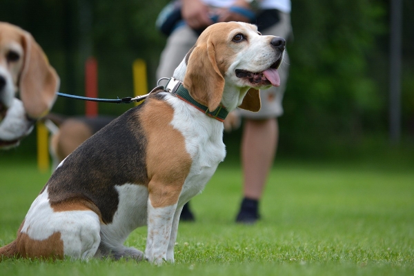 dsc_0119_20160705_1128685839