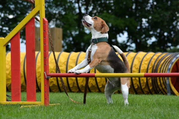 dsc_0176_20160705_1214726193