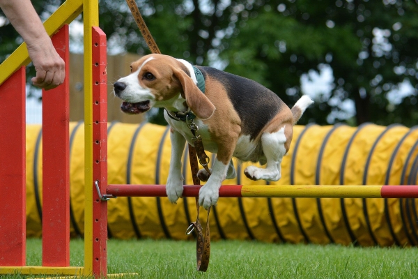 dsc_0178_20160705_1178751565