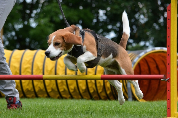 dsc_0181_20160705_1733121709