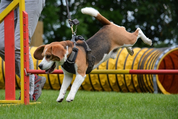 dsc_0182_20160705_1872915314