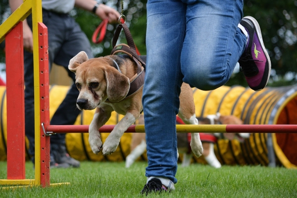 dsc_0184_20160705_2096922536