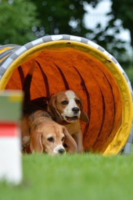 dsc_0202_20160705_1028451996