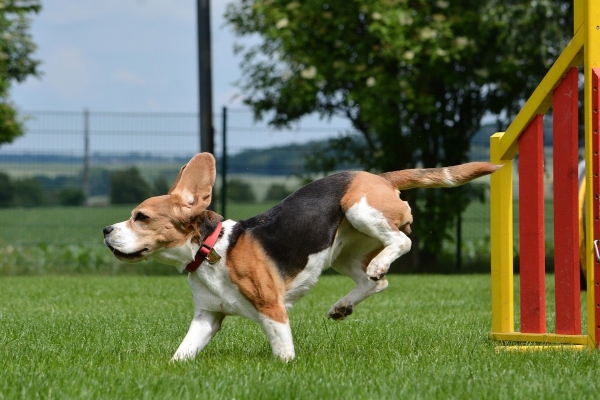 dsc_0239_20160705_1785420962