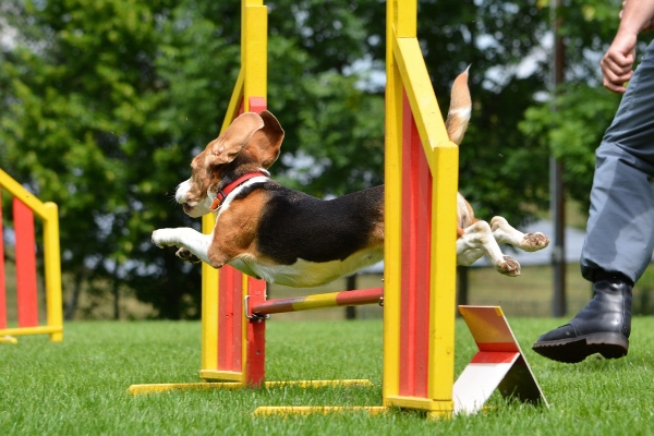 dsc_0241_20160705_1168167505