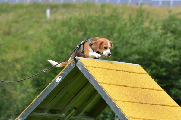 dsc_0248_20160705_1909962467