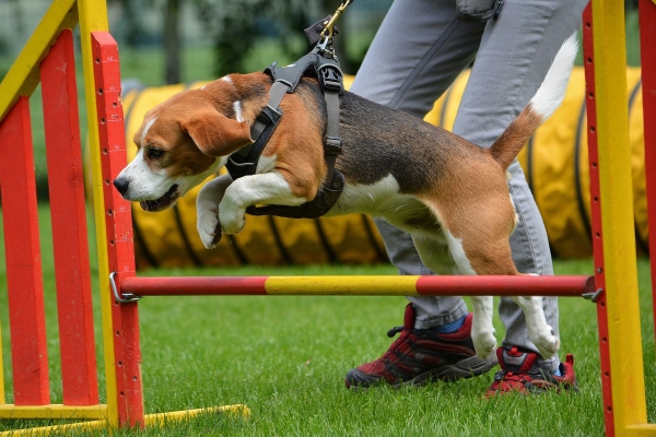 dsc_0268_20160705_1169030938