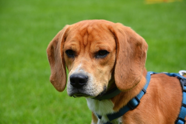 dsc_0272_20160705_1944437948