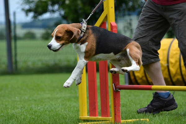 dsc_0295_20160705_1506246622