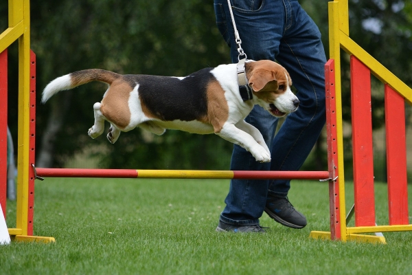 dsc_0308_20160705_1481726492