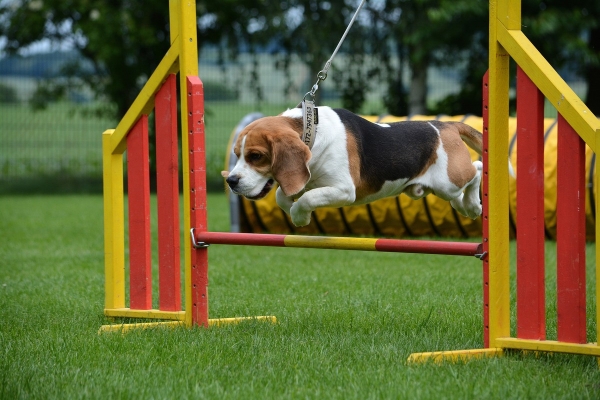 dsc_0315_20160705_1451719151