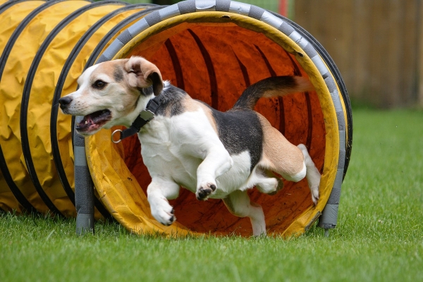 dsc_0337_20160705_1580141510