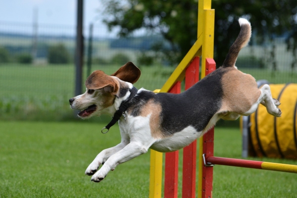 dsc_0342_20160705_1511524834