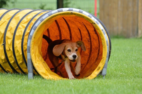 dsc_0357_20160705_1880734256