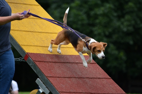 dsc_0368_20160705_1378592815