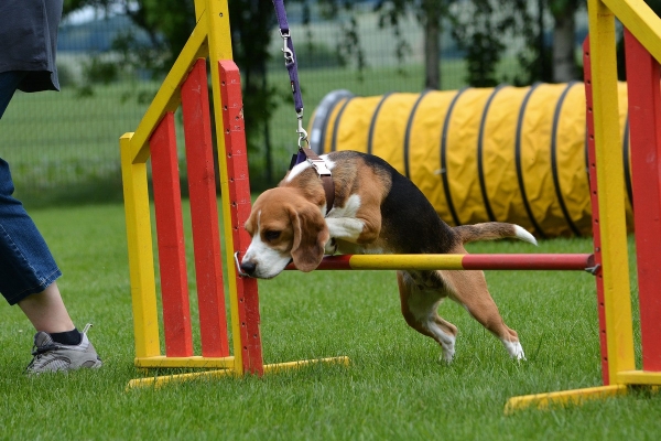 dsc_0377_20160705_1881812490