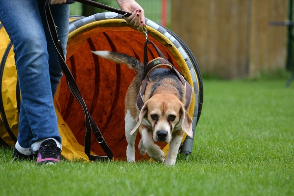 dsc_0392_20160705_1111573876