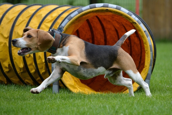 dsc_0416_20160705_1670933020