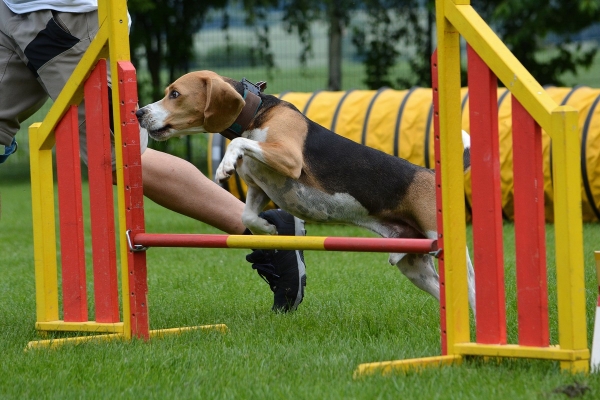 dsc_0420_20160705_1826011343