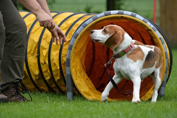 dsc_0432_20160705_1581372078