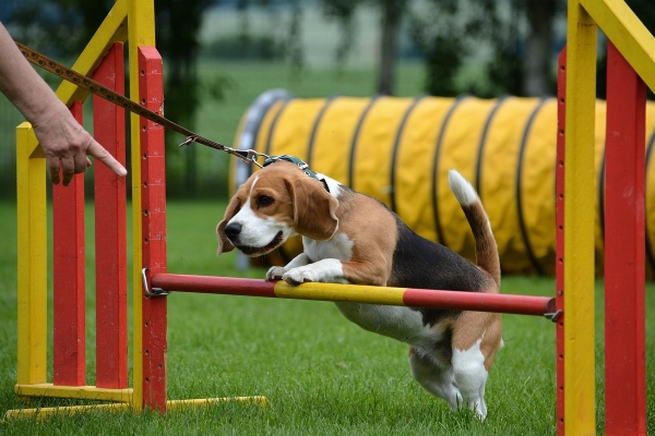 dsc_0455_20160705_1638894308