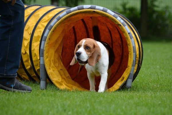 dsc_0508_20160705_1557119911