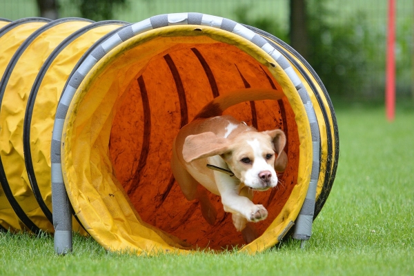 dsc_0516_20160705_1941176777