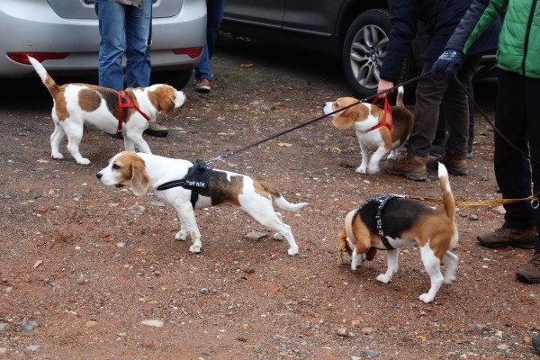 Auenwaldwanderung (10)