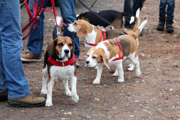 Auenwaldwanderung (12)