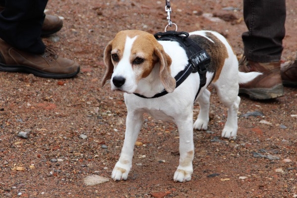 Auenwaldwanderung (14)