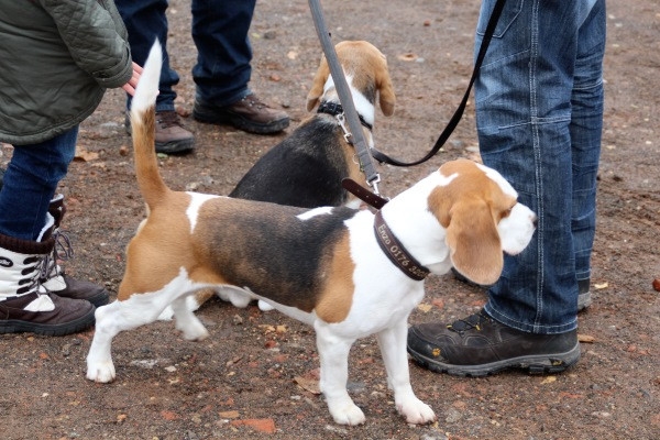 Auenwaldwanderung (17)