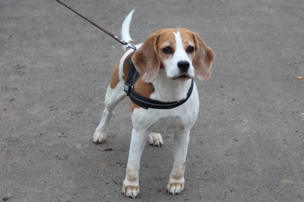 Auenwaldwanderung (19)