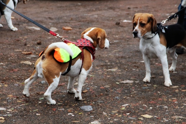 Auenwaldwanderung (4)