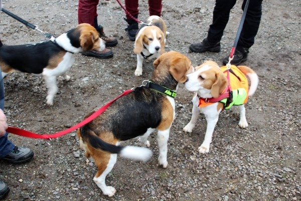 Auenwaldwanderung (40)