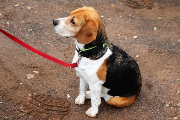 Auenwaldwanderung (5)