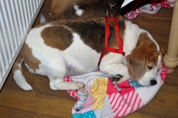 Auenwaldwanderung (56)