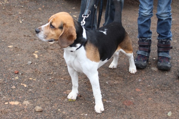 Auenwaldwanderung (6)