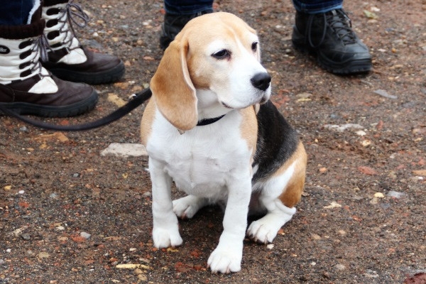 Auenwaldwanderung (7)