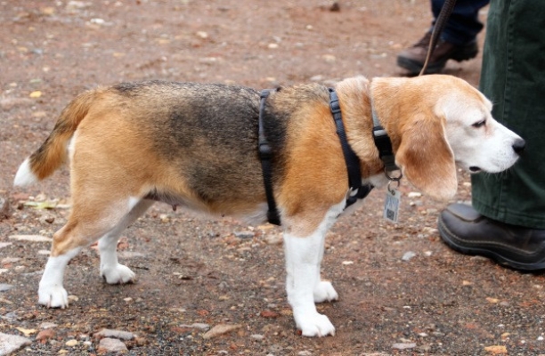 Auenwaldwanderung (8)