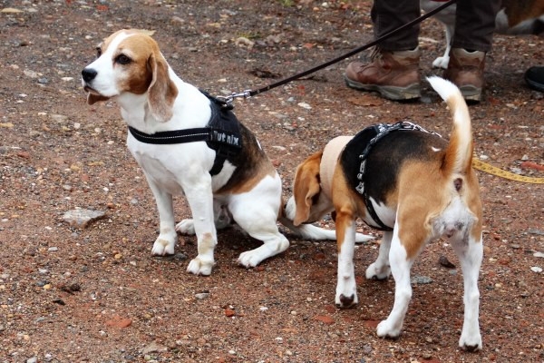 Auenwaldwanderung (9)