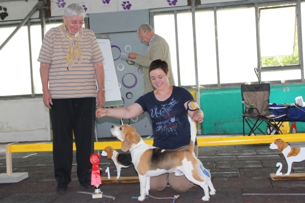 Gebrauchhund_R_V1_Clubsieger2017