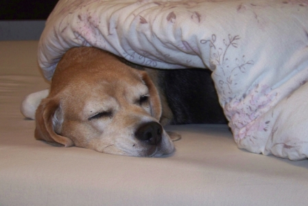 Alma unter Bettdecke