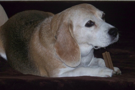 Babette das Eichhörnchen