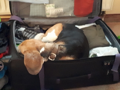 ein Nickerchen geht immer