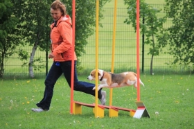 Beagletag in Wittgensdorf